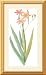 Blackberry Lily (bot. Belamcanda chinensis) Framed Print by Pierre-Joseph Redoute Framed
