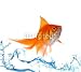 Wallmonkeys Peel and Stick Wall Decals - Gold Fish. Isolation on White - Removable Graphic