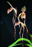 Paphiopedilum Orchid Prince Edward of York