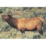 Tru-Life Paper Targets - Elk