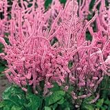 Perennial Seeds - Statice Bright Rose