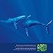 A New Earth 2016 Wall Calendar