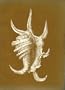 Australian shells, illustrating and describing 600 species of marine gastropods found in Australian waters