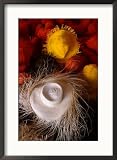 Panama Hats Piled Up at Factory, Cuenca, Ecuador Framed Photographic Poster Print by Juliet Coombe, 21x29