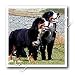 Dogs Bernese Mountain Dog - Bernese Mountain Dog - Iron on Heat Transfers