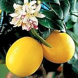 Lemon Tree - Citrus limon Meyer Improved