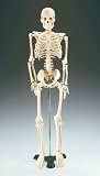Mr. Thrifty Skeleton, an anatomically accurate skeleton done in plastic