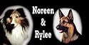 Airbrushed License Plate - Photo License Plate - Collie & Shepherd License Plate - #1509
