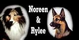 Airbrushed License Plate - Photo License Plate - Collie & Shepherd License Plate - #1509
