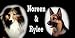 Airbrushed License Plate - Photo License Plate - Collie & Shepherd License Plate - #1509