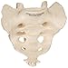 3B Scientific A70/6 Sacrum and Coccyx Model, 7.9