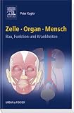 Zelle Organ Mensch: Bau, Funktion und Krankheiten