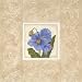 Himalayan Poppy Art Poster PRINT Gloria Eriksen 6x6