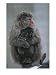 A Mother Snow Monkey, or Japanese Macaque, Holds Her Infant Animals Photographic Poster Print by Annie Griffiths Belt, 12x16