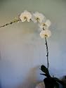 Flowering Orchid Plant #3