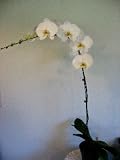 Flowering Orchid Plant #3