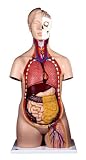 Classic Torso 12 Part-B9