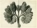 Common comfrey, flowering cyme (8x)