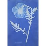 Poppy, by Anna Atkins (Print On Demand)