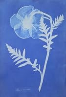 Poppy, by Anna Atkins (Print On Demand)