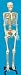 Model:Human Skeleton Life-Sized Size w Stand Wheels