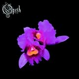 Orchid