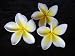 Exotic Temple Tree Flowers - 24
