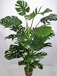 6' Deluxe Life-Like Split Leaf Philondrendon