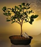 Bonsai Boy's Gardenia<br><i>(Jasminoides radicans)</i>