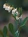 Leatherleaf, Near Jordan Pond, Acadia National Park, Maine, USA Photographic Poster P...