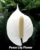 Peace Lily Plant - Spathyphyllium - Great House Plant