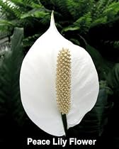 Domino Peace Lily Plant - Spathyphyllium - NEW - Easy