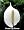 Domino Peace Lily Plant - Spathyphyllium - NEW - Easy