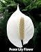 Peace Lily Plant - Spathyphyllium - Great House Plant