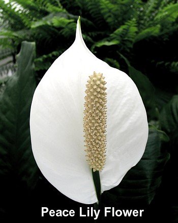 Domino Peace Lily Plant - Spathyphyllium - NEW - Easy