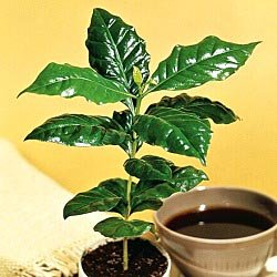 Coffee Plant
