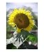 His Face to Shine Upon Us - Psalm 67:1 Photographic Poster Print by Margie M. Mason, 20x24