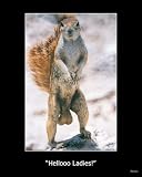 Hellooo Ladies Squirrel Nuts Funny College Art Poster Print - 24