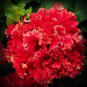 Double Valentine Petunia Seed Pack, 100 Seeds