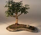 Hawaiian Umbrella Bonsai Tree on a Rock Slab.(arboricola schefflera)