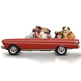 Road Trip Guinea Pigs Blank Card