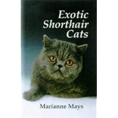 Exotic Shorthair Cats