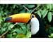 Photographic Prints of Amazon, Brazil from Danita Delimont