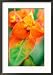 Euphorbia Griffithii Fireglow, Close-up of Orange Flower Bract Collections Framed Photographic Poster Print by Lynn Keddie, 21x29