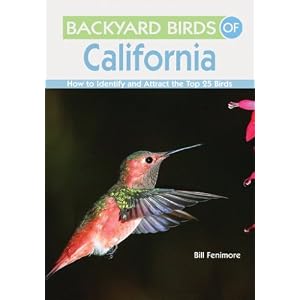 Backyard Birds Pennsylvania Identify Attract