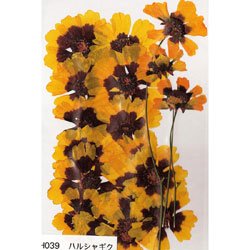 Cover image : 押し花パック フラワー ※ハルシャギク