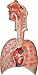 Herindera Human Respiratory System Large Size RS.600.00