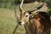 Red Lechwe Taxidermy Photo Reference CD