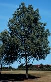 Fraxinus americana: American White Ash Seeds