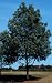 Fraxinus americana: American White Ash Seeds